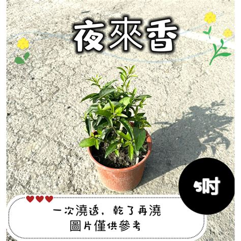 夜來香開花|夜來香什麼時候開花